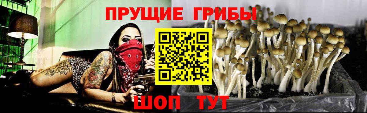 Люберцы  Галлюциногенные грибы Psilocybe  Вход с VPN 